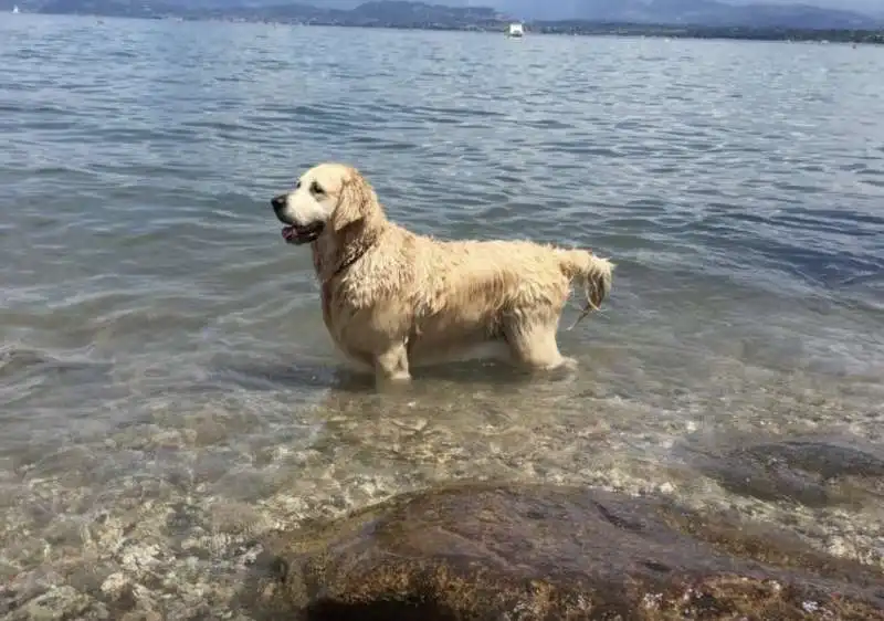 cane fa il bagno nel lago 7