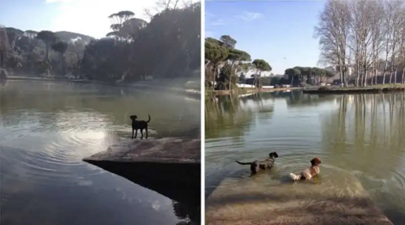 cani che fanno il bagno nei laghi dei parchi di roma