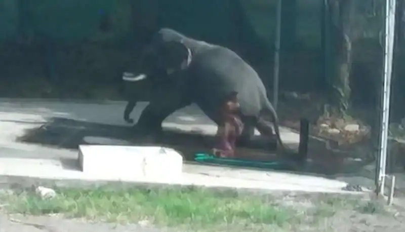 elefante uccide custode 3