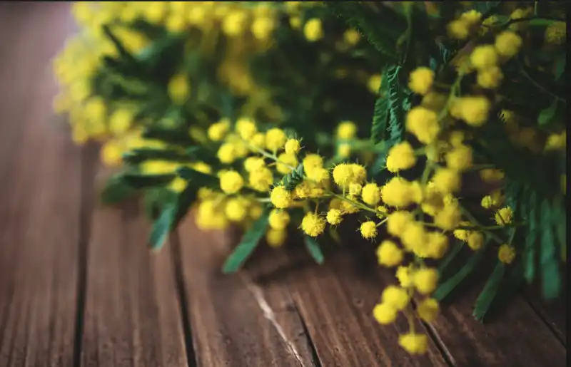 festa donne mimosa