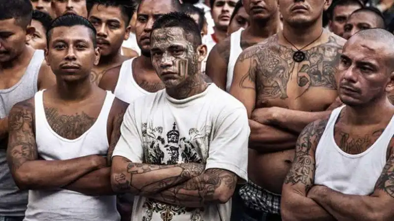 mara salvatrucha gang latinos