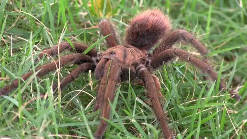 tarantola gigante 1