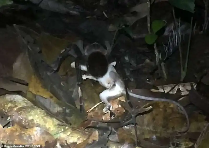 tarantola mangia opossum 2