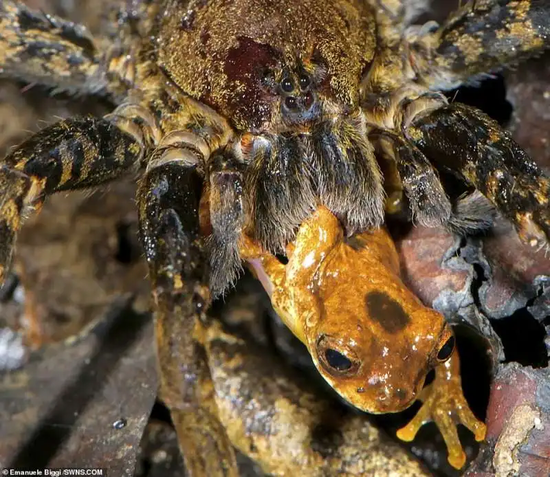 un ragno gigante mangia una rana