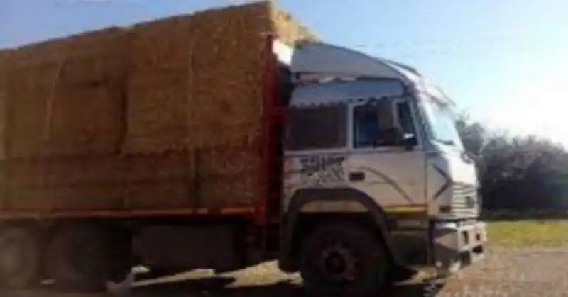 balle di fieno per bloccare le strade a monteleone di puglia 6