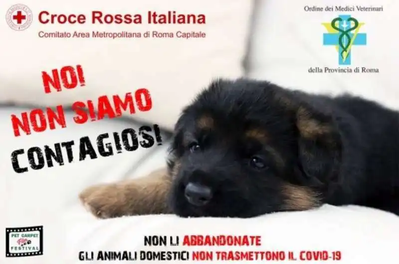 coronavirus cani abbandonati