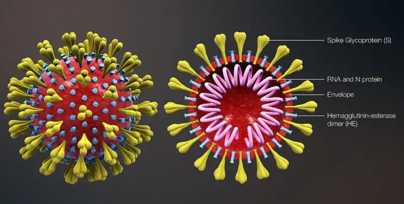 CORONAVIRUS MOLECOLA 13B