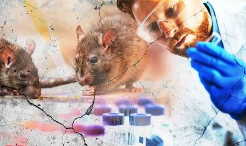 hantavirus 5