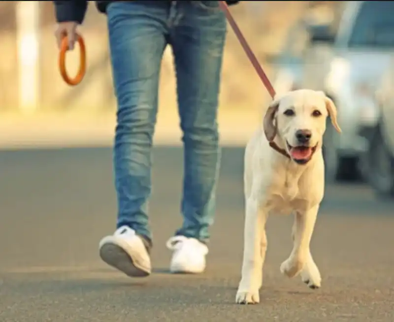 regole per portare a spasso il cane