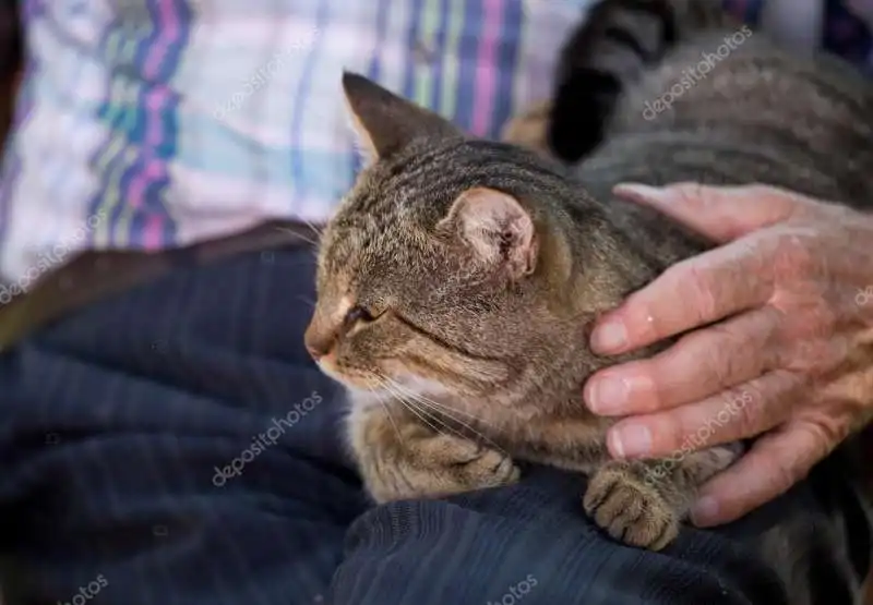 anziano e gatto 1