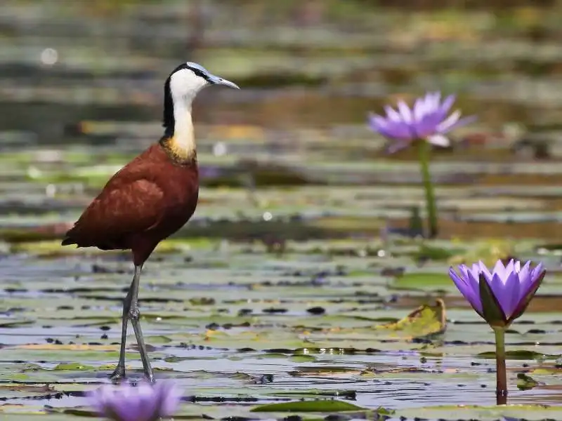 jacana