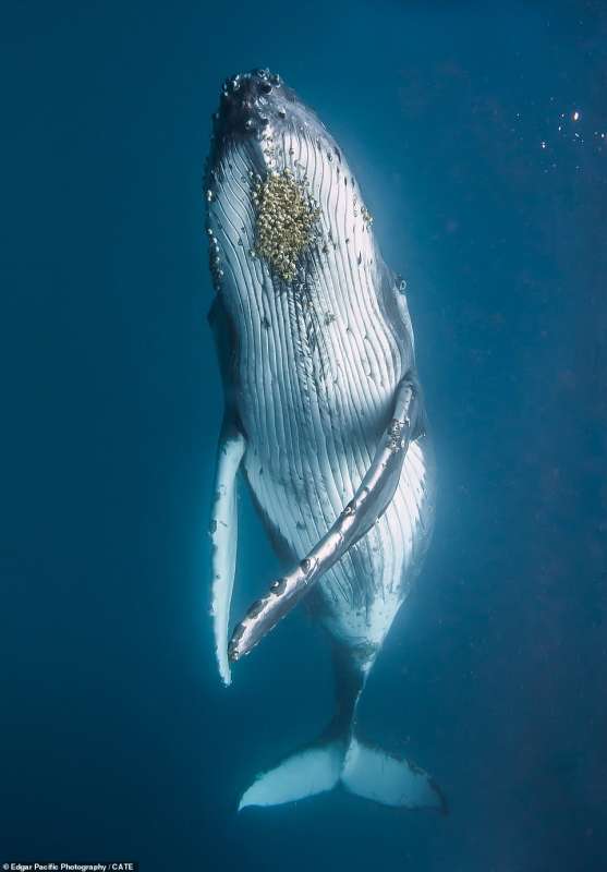 la danza della balena a tonga 1