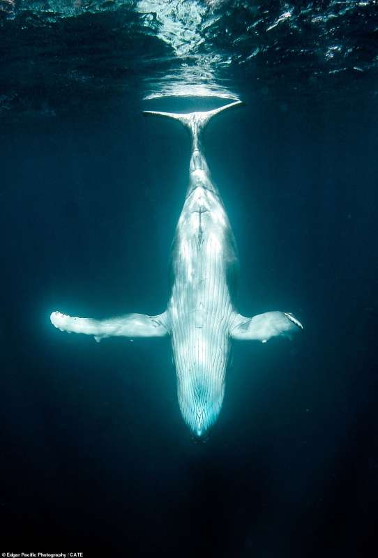 la danza della balena a tonga 3