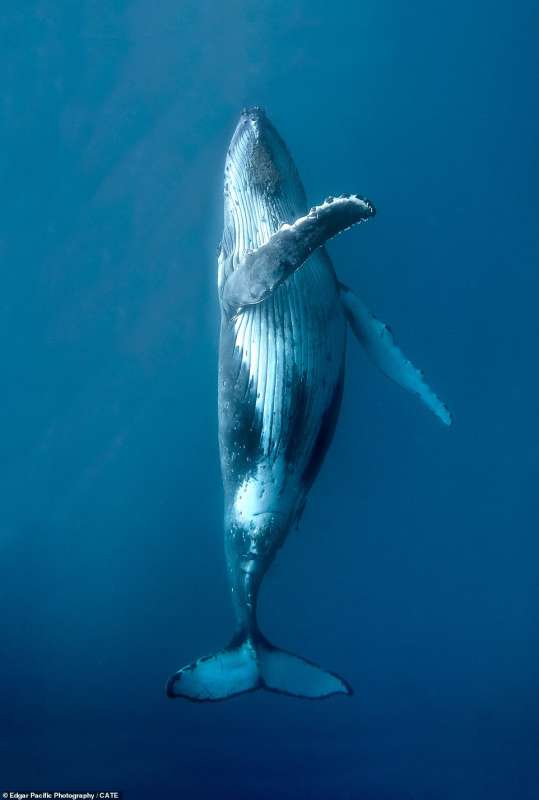 la danza della balena a tonga 4