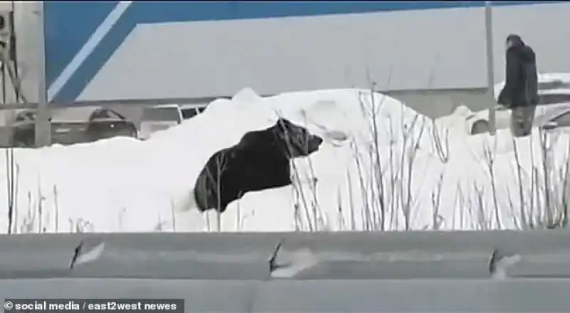 orso insegue un uomo in siberia 1