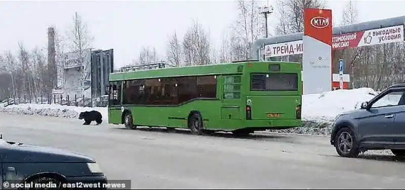 orso insegue un uomo in siberia 6