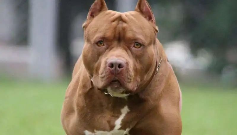 PITBULL