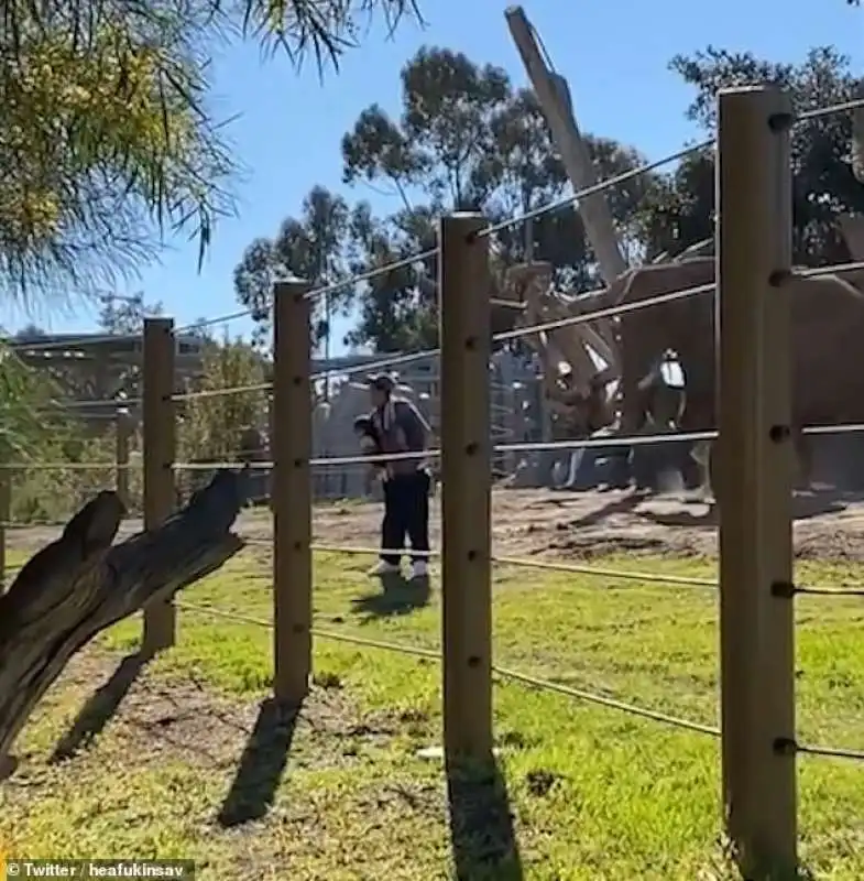 selfie con il figlio nel recinto dell'elefante nello zoo di san diego 1