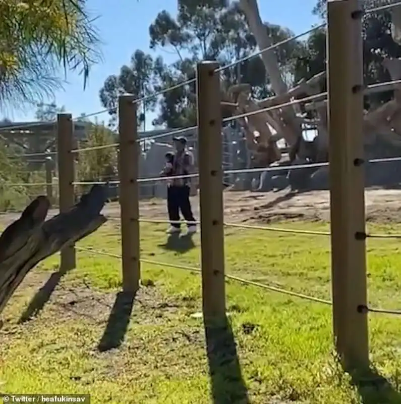 selfie con il figlio nel recinto dell'elefante nello zoo di san diego 6