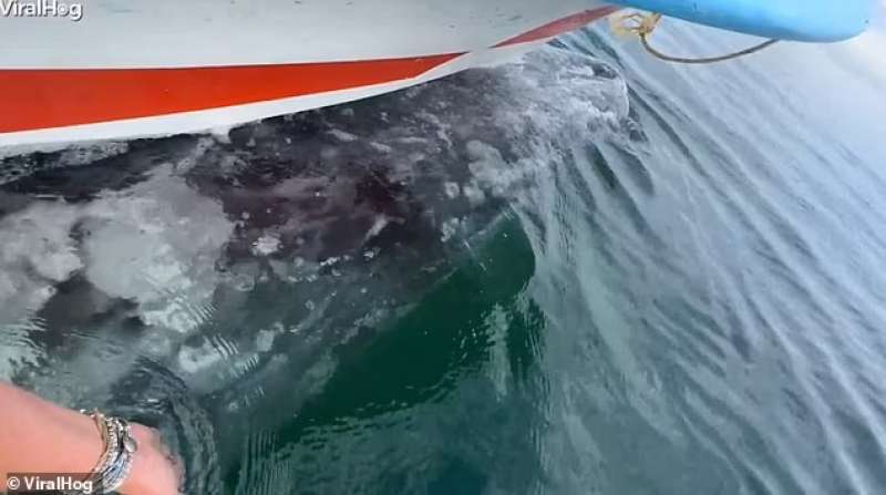 Barca in Messico trasportata da una balena 3