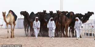 Cammelli al Qatar Camel Festival