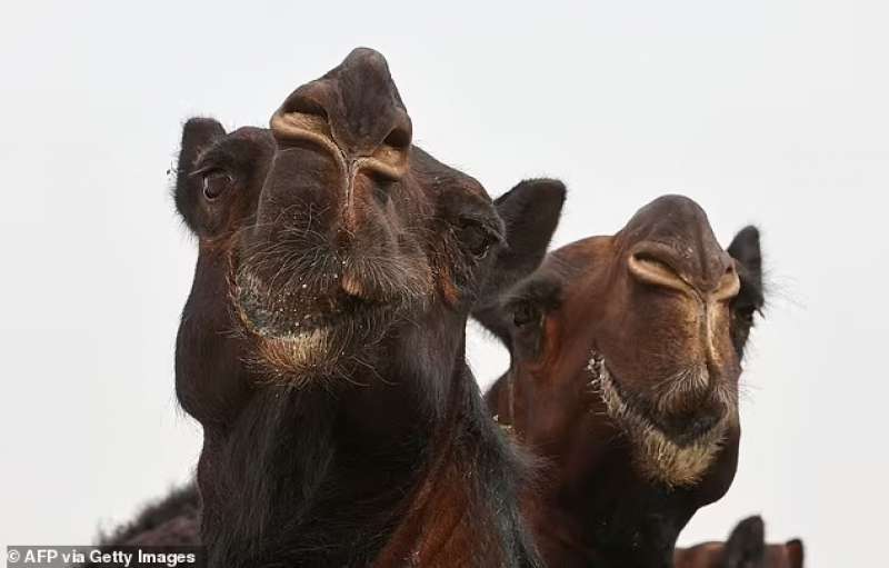 Cammelli al Qatar Camel Festival 2