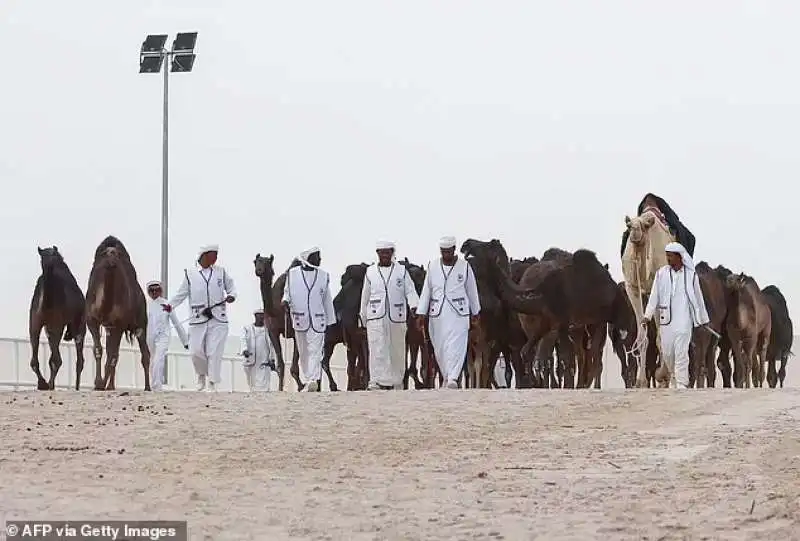 Cammelli al Qatar Camel Festival 3