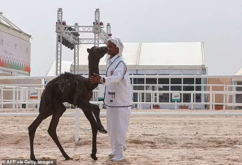 Cammelli al Qatar Camel Festival 4