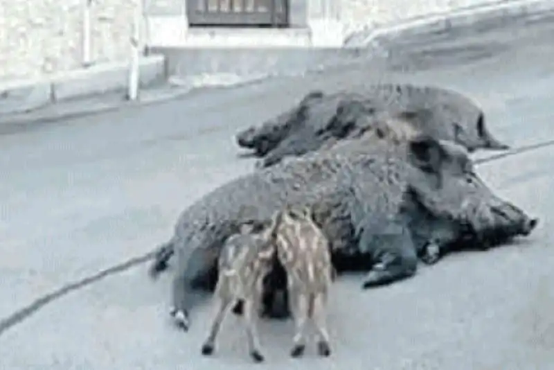 cinghiali allattano i piccoli a roma nord