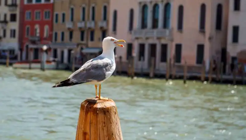 Gabbiani a Venezia 2