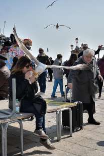 Gabbiani a Venezia 3