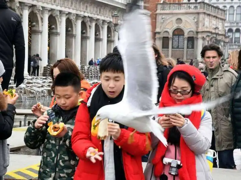 Gabbiani a Venezia 4