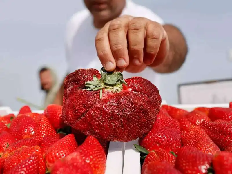 la fragola piu grande del mondo 