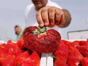 la fragola piu grande del mondo