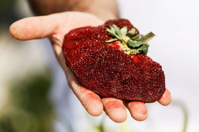 la fragola piu grande del mondo