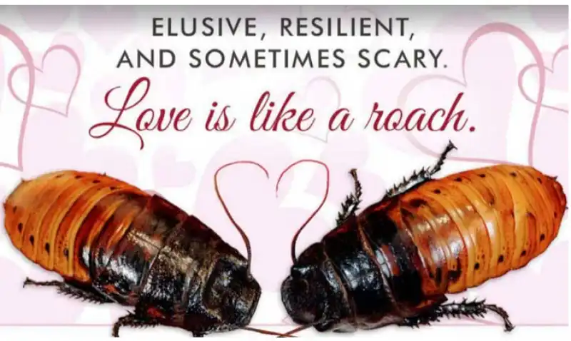 love is like a roach 