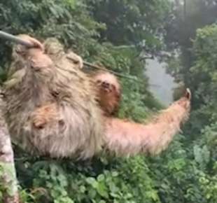 Ragazzo contro bradipo in Costa Rica 2