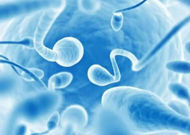 spermatozoi 2