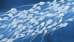 spermatozoi 3