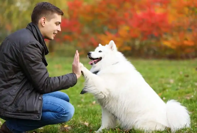 cane e padrone 