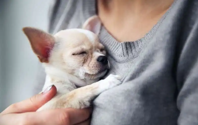 cane e padrone 