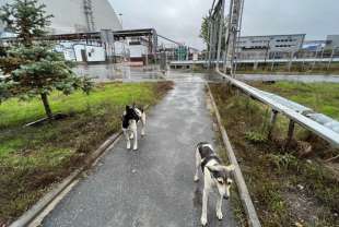 cani a chernobyl 3