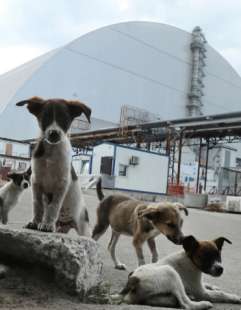 cani a chernobyl 5