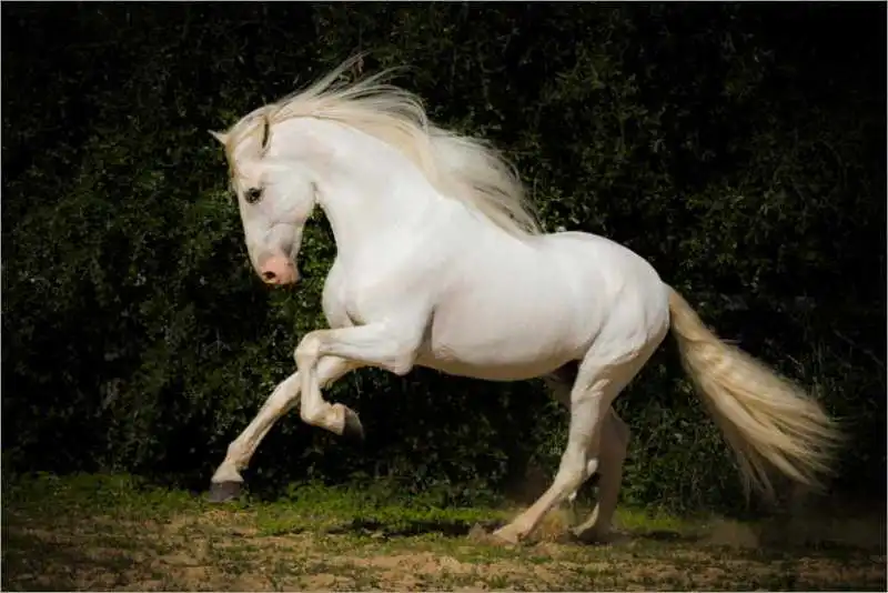 CAVALLO BIANCO SPAGNOLO