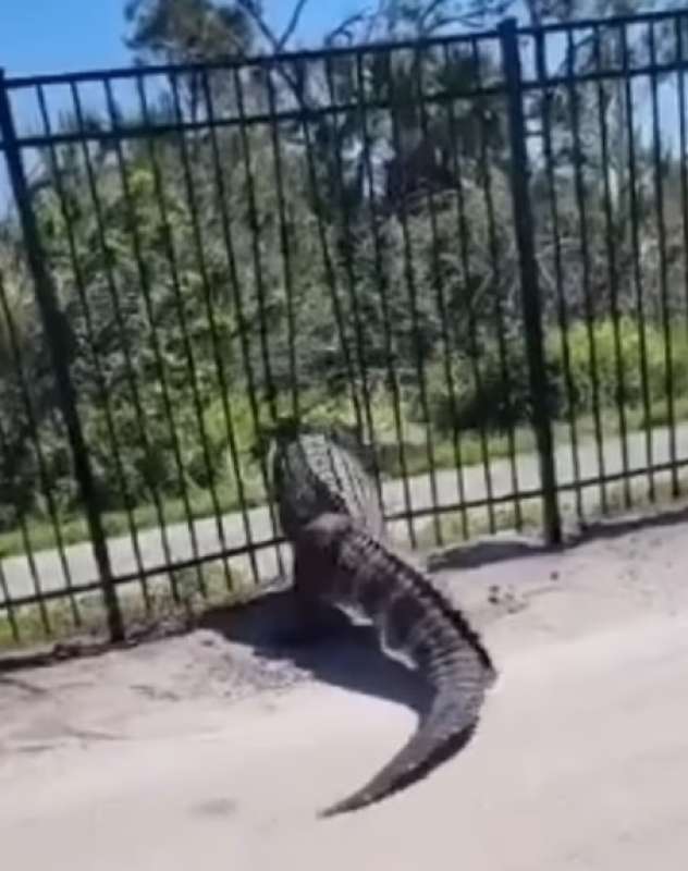 coccodrillo entra in un golf club in florida 2