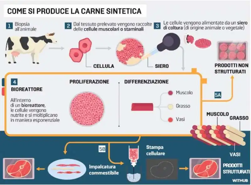 come si produce la carne sintetica