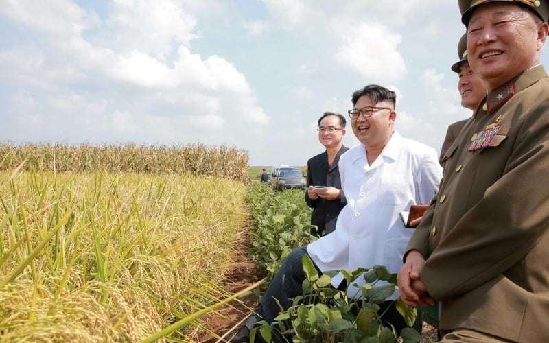 il dittatore nordcoreano kim jong un in un campo di grano 2