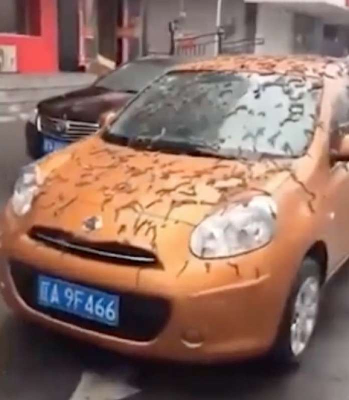 vermi sulle auto a pechino 1