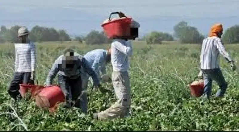 caporalato tra le vigne   1