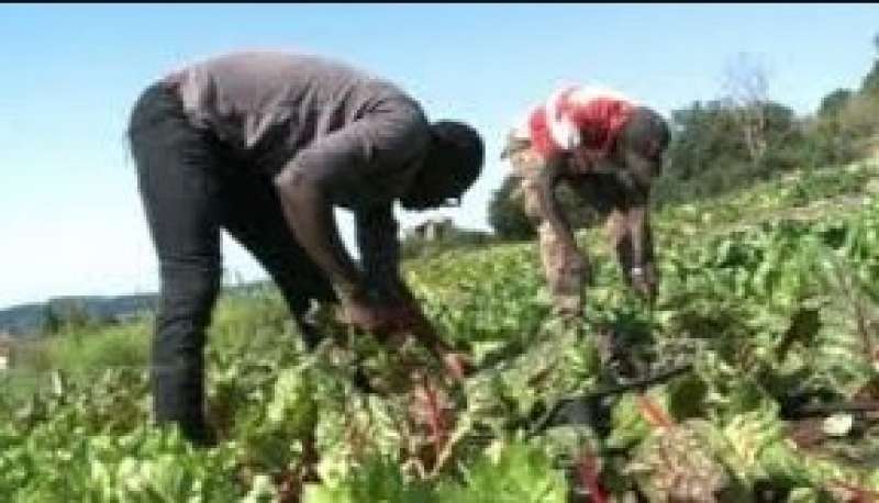 caporalato tra le vigne 3